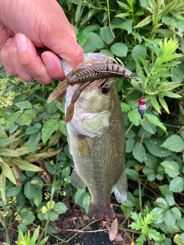 ラージマウスバスの釣果