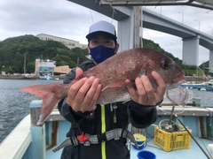マダイの釣果