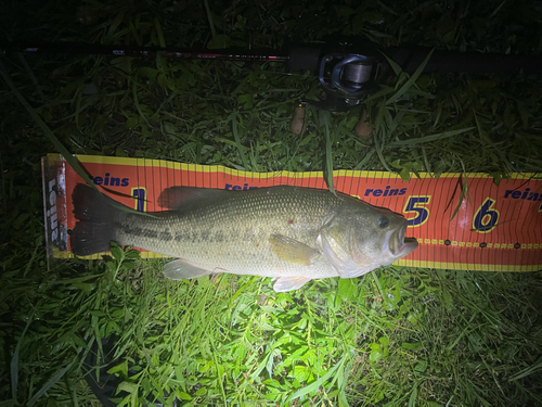 ブラックバスの釣果