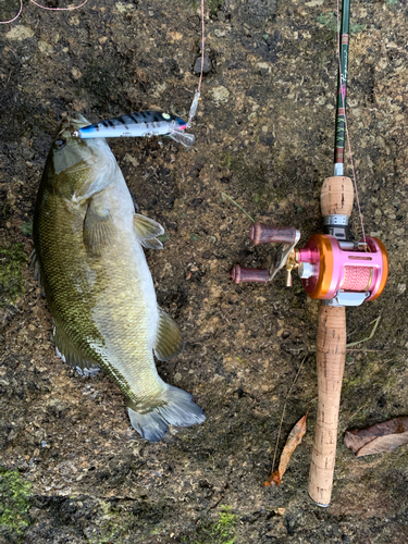 スモールマウスバスの釣果