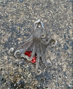 イイダコの釣果