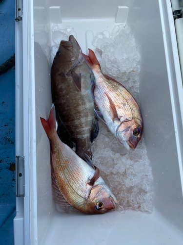 マダイの釣果