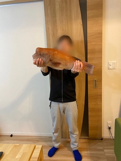 コブダイの釣果