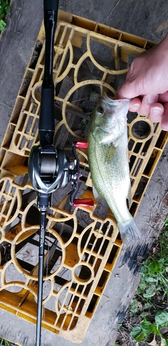 ラージマウスバスの釣果