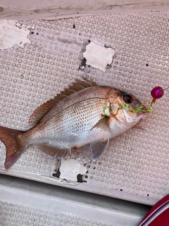 マダイの釣果