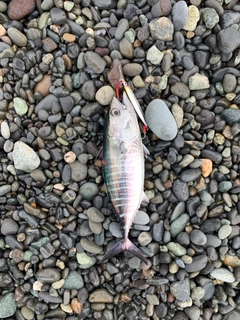 クロマグロの釣果