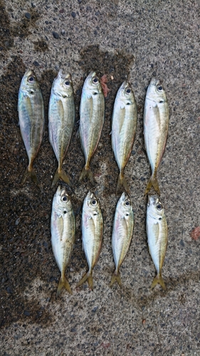 アジの釣果