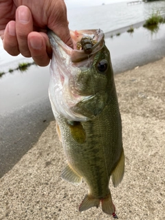 ラージマウスバスの釣果