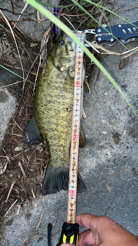 スモールマウスバスの釣果