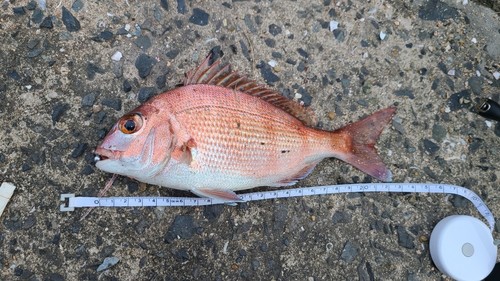 マダイの釣果