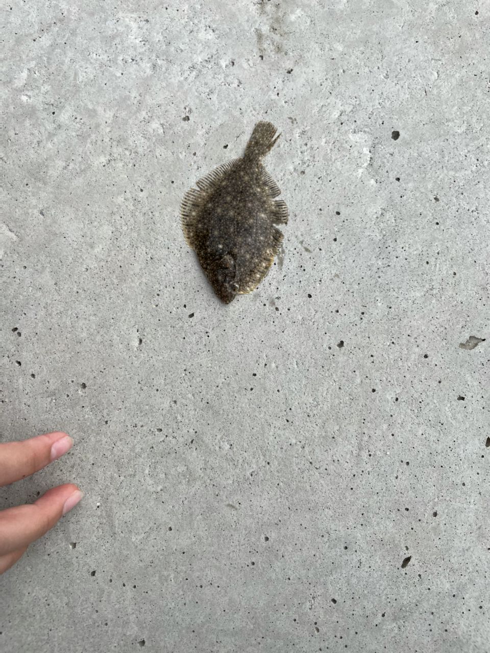 ヒラメ