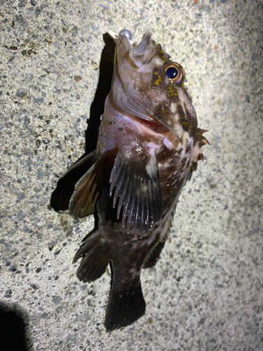 オウゴンムラソイの釣果