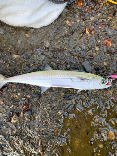 サゴシの釣果