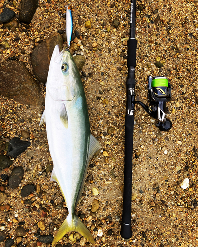 メジロの釣果