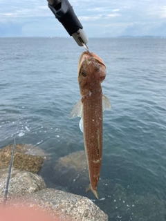 エソの釣果