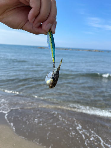 フグの釣果