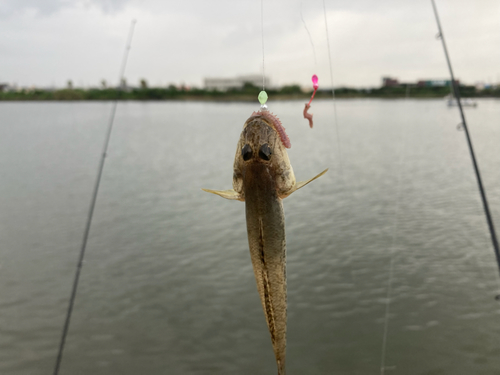 マハゼの釣果