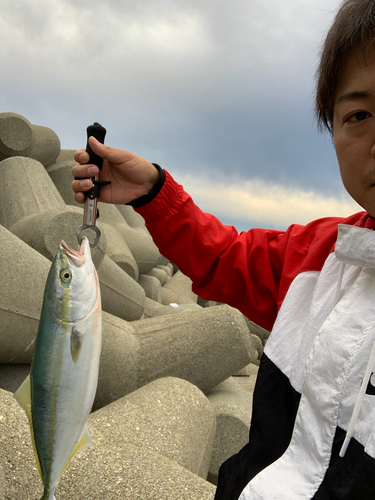 ハマチの釣果