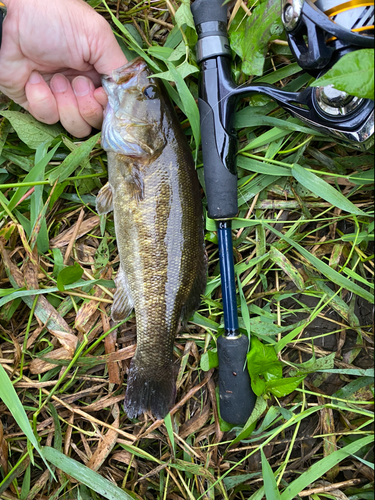 スモールマウスバスの釣果