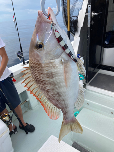 フエフキダイの釣果