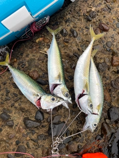 サバの釣果