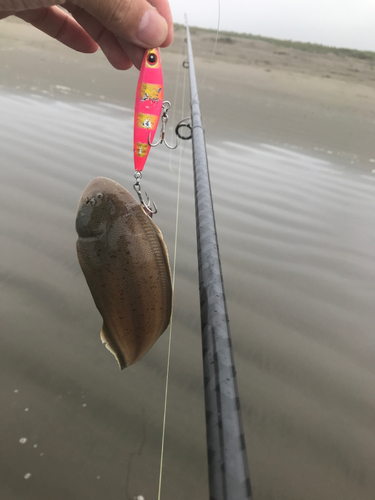 シタビラメの釣果