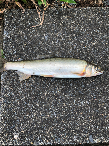 アユの釣果