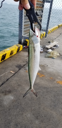 サゴシの釣果