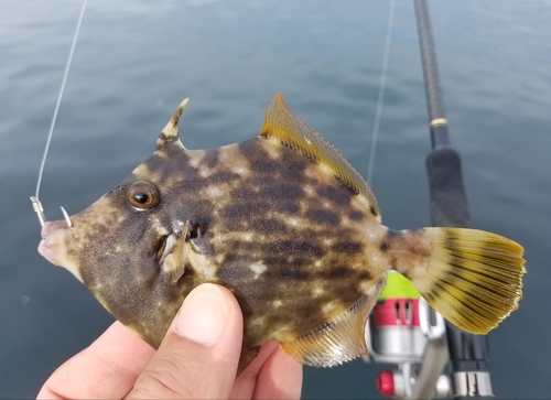 カワハギの釣果