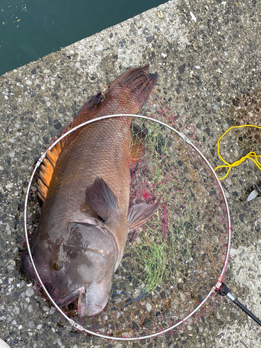 コブダイの釣果