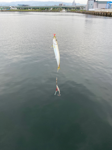 イワシの釣果