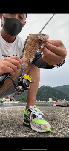 オオモンハタの釣果