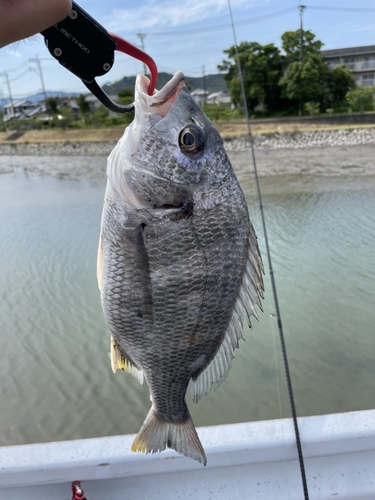 キビレの釣果