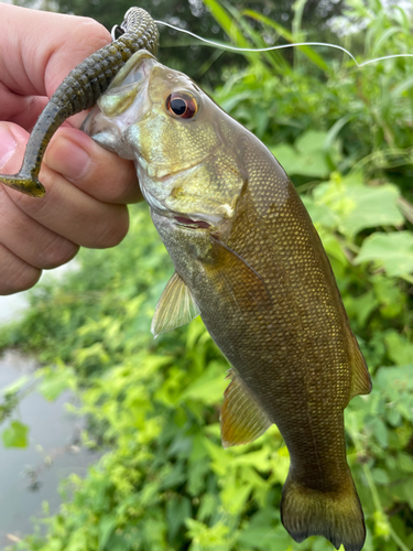 スモールマウスバスの釣果