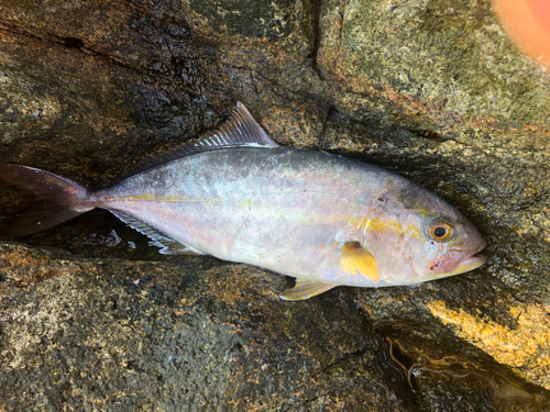 ネイリの釣果