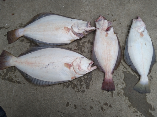 ヒラメの釣果