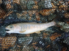 イワナの釣果