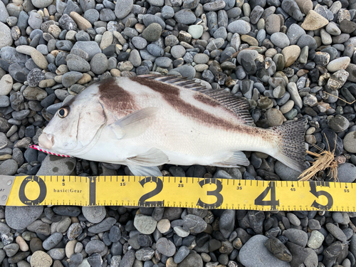 コショウダイの釣果