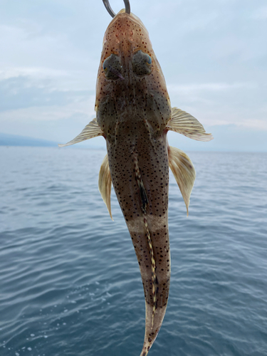 イネゴチの釣果