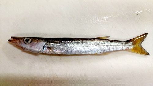 カマスの釣果