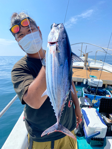 カツオの釣果