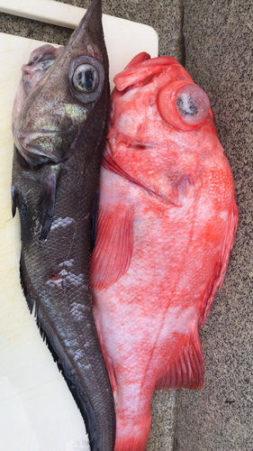 アコウダイの釣果