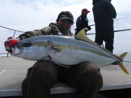 ヒラマサの釣果