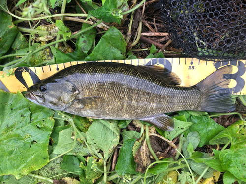 スモールマウスバスの釣果