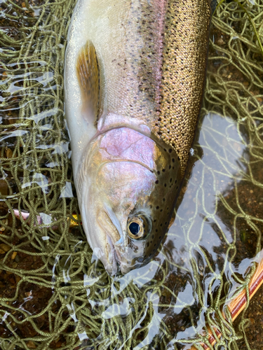 ニジマスの釣果