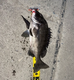 クロダイの釣果