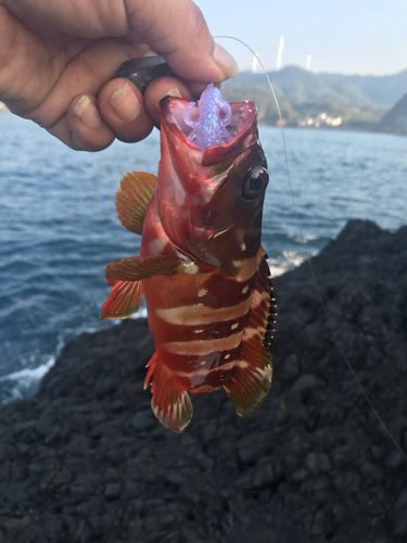 アカハタの釣果