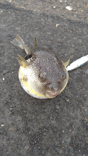 フグの釣果