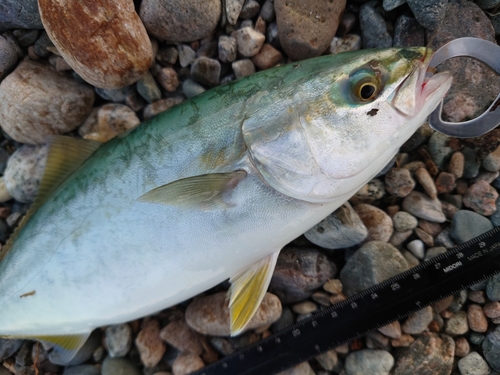 ツバイソの釣果