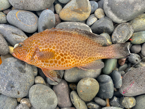 オオモンハタの釣果